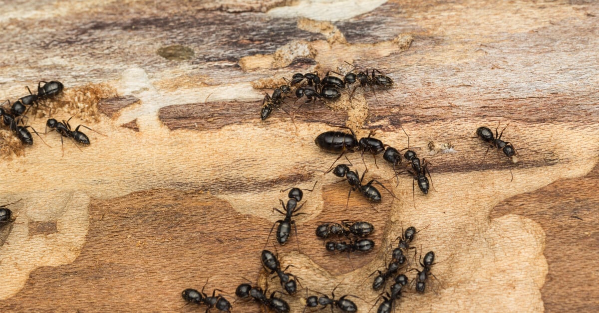 Carpenter ant inspection